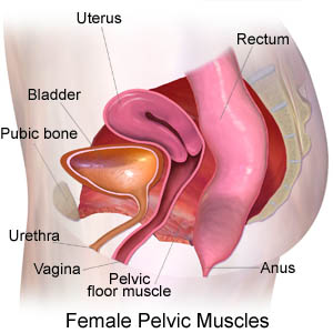 Pelvis Of Female