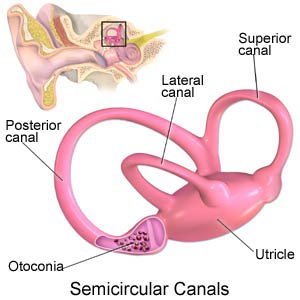 semicircular canals