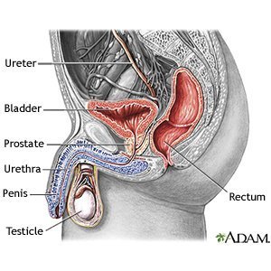 Anal sex urinary infection