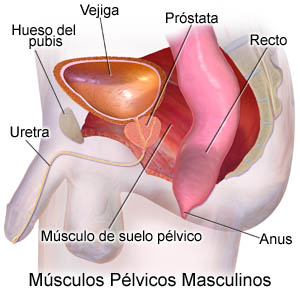 Male Pelvic Muscles