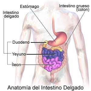 Anatomy of Small Intestine